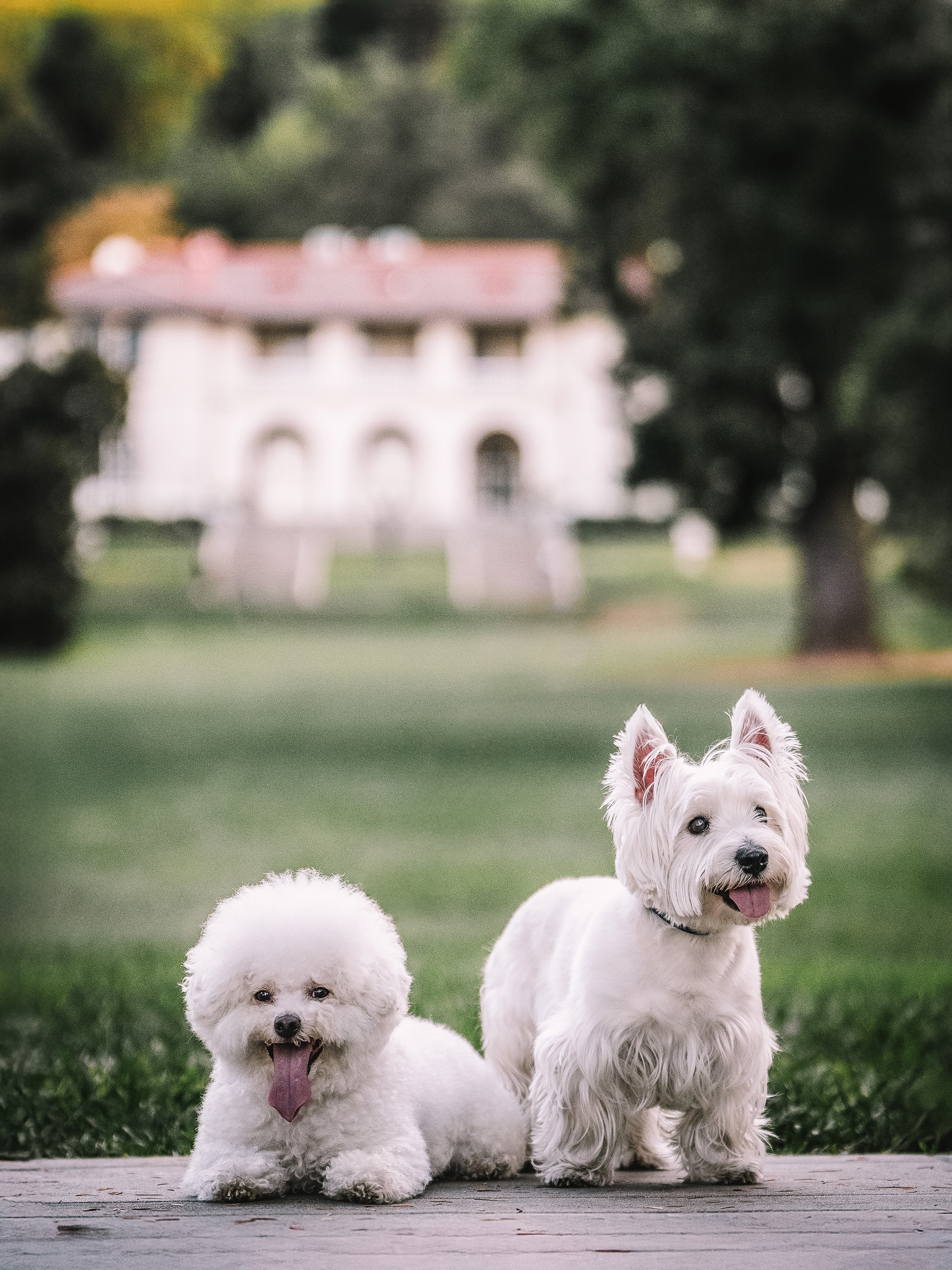 Max and Sparky — Villa Montalvo Session